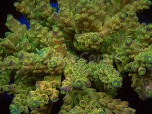 Load image into Gallery viewer, FK One Million Gold Tenuis Acropora (Cut-To-Order - Collector SPS)