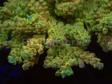 Load image into Gallery viewer, FK One Million Gold Tenuis Acropora (Cut-To-Order - Collector SPS)