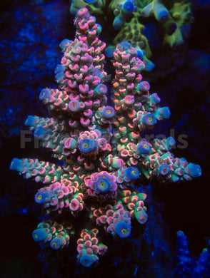 FK Mastergrade Rainbow Tenuis Acropora (Cut-To-Order - Collector SPS)