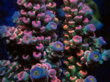 Carregar imagem no visualizador da galeria, FK Mastergrade Rainbow Tenuis Acropora (Cut-To-Order - Collector SPS)