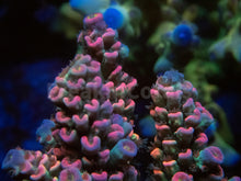 Load image into Gallery viewer, FK Mastergrade Rainbow Tenuis Acropora (Cut-To-Order - Collector SPS)