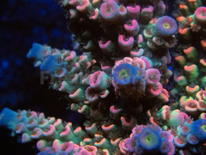 FK Mastergrade Rainbow Tenuis Acropora (Cut-To-Order - Collector SPS)