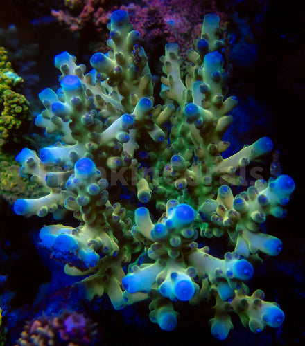 FK King Loripes Acropora (Cut-To-Order)