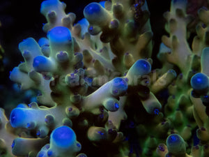 FK King Loripes Acropora (Cut-To-Order)