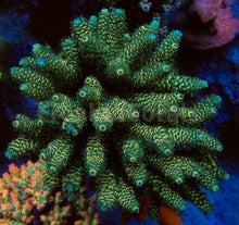 Carregar imagem no visualizador da galeria, FK Green Foil Millepora  Acropora (Cut-To-Order)