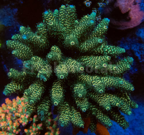 FK Green Foil Millepora  Acropora (Cut-To-Order)