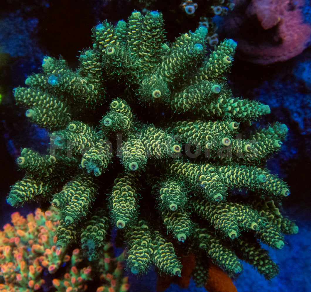 FK Green Foil Millepora  Acropora (Cut-To-Order)