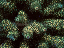 Carregar imagem no visualizador da galeria, FK Green Foil Millepora  Acropora (Cut-To-Order)