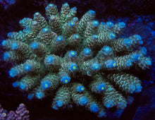 Carregar imagem no visualizador da galeria, FK Navy Blue Tenuis Acropora (Cut-To-Order)