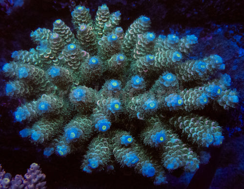 FK Navy Blue Tenuis Acropora (Cut-To-Order)