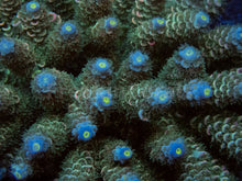 Carregar imagem no visualizador da galeria, FK Navy Blue Tenuis Acropora (Cut-To-Order)