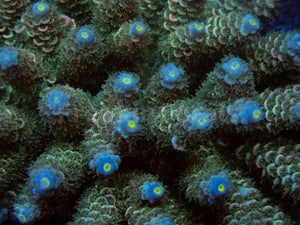 FK Navy Blue Tenuis Acropora (Cut-To-Order)