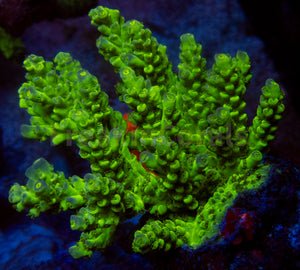 FK Firefly Tenuis Acropora (Cut-To-Order)