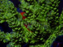 Carregar imagem no visualizador da galeria, FK Firefly Tenuis Acropora (Cut-To-Order)