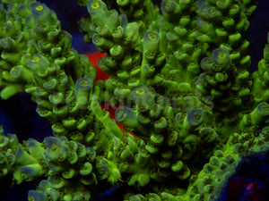 FK Firefly Tenuis Acropora (Cut-To-Order)