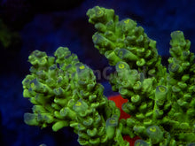 Carregar imagem no visualizador da galeria, FK Firefly Tenuis Acropora (Cut-To-Order)