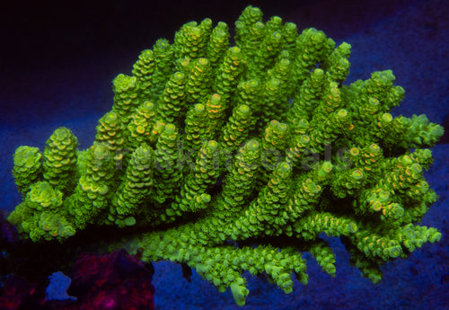 FK Pineapple Metal Tenuis Acropora (Cut-To-Order)