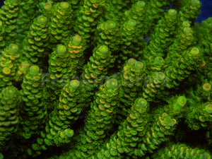 FK Pineapple Metal Tenuis Acropora (Cut-To-Order)