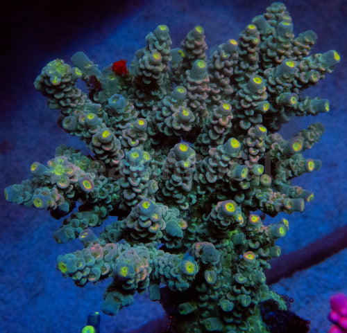 FK Pink Flair Tenuis Acropora (Cut-To-Order)