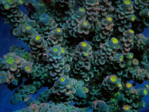 FK Pink Flair Tenuis Acropora (Cut-To-Order)