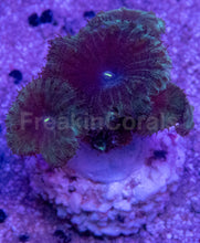 Load image into Gallery viewer, Blastomussa wellsi “Petrol Galaxy Speckle” – Frag
