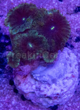 Load image into Gallery viewer, Blastomussa wellsi “Petrol Galaxy Speckle” – Frag