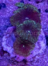 Load image into Gallery viewer, Blastomussa wellsi “Petrol Galaxy Speckle” – Frag