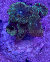 Load image into Gallery viewer, Blastomussa wellsi “Petrol Galaxy Speckle” – Frag