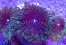 Load image into Gallery viewer, Blastomussa wellsi “Petrol Galaxy Speckle” – Frag