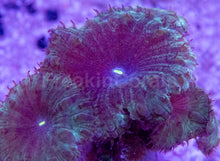 Load image into Gallery viewer, Blastomussa wellsi “Petrol Galaxy Speckle” – Frag