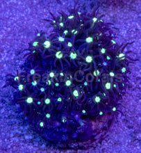 Load image into Gallery viewer, Briareum sp. “Neon Mint Galaxy” – Purple Star Polyps – Frag WYSIWYG