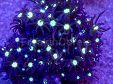 Load image into Gallery viewer, Briareum sp. “Neon Mint Galaxy” – Purple Star Polyps – Frag WYSIWYG