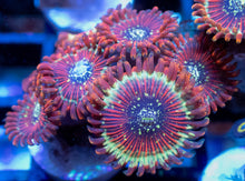 Load image into Gallery viewer, Zoanthus sp. “Red Magician Speckled” – Frag WYSIWYG