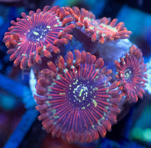 Load image into Gallery viewer, Zoanthus sp. “Red Magician Speckled” – Frag WYSIWYG