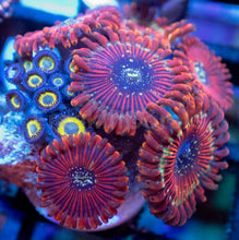 Load image into Gallery viewer, Zoanthus sp. “Red Magician Speckled” – Frag WYSIWYG