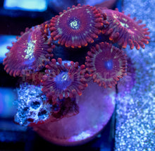 Carregar imagem no visualizador da galeria, Zoanthus sp. “Red Magician Speckled” – Frag WYSIWYG