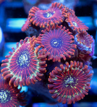 Load image into Gallery viewer, Zoanthus sp. “Red Magician Speckled” – Frag WYSIWYG