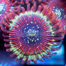 Load image into Gallery viewer, Zoanthus sp. “Red Magician Speckled” – Frag WYSIWYG