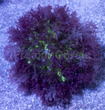 Load image into Gallery viewer, Rhodactis sp. “Purple Green Fuzzy” – WYSIWYG