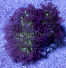 Carregar imagem no visualizador da galeria, Rhodactis sp. “Purple Green Fuzzy” – WYSIWYG