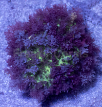 Carregar imagem no visualizador da galeria, Rhodactis sp. “Purple Green Fuzzy” – WYSIWYG