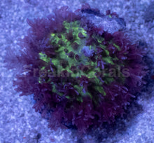 Load image into Gallery viewer, Rhodactis sp. “Purple Green Fuzzy” – WYSIWYG