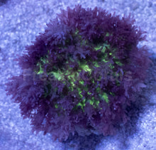 Carregar imagem no visualizador da galeria, Rhodactis sp. “Purple Green Fuzzy” – WYSIWYG