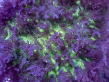 Carregar imagem no visualizador da galeria, Rhodactis sp. “Purple Green Fuzzy” – WYSIWYG