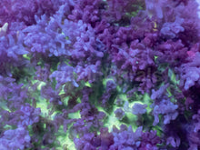 Load image into Gallery viewer, Rhodactis sp. “Purple Green Fuzzy” – WYSIWYG