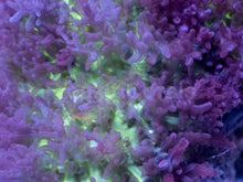 Carregar imagem no visualizador da galeria, Rhodactis sp. “Purple Green Fuzzy” – WYSIWYG