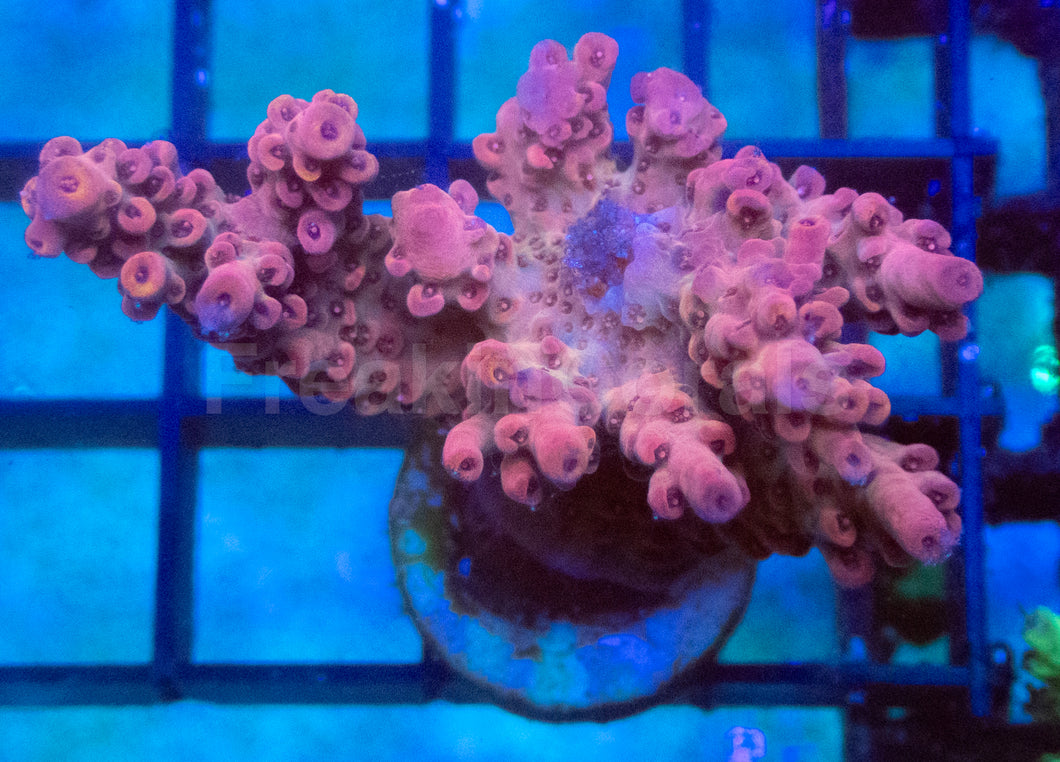 Flamingo Rose Acropora