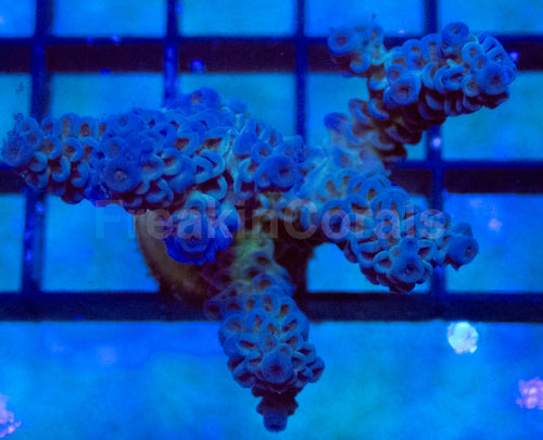 Glacier Blue Tenuis Acropora