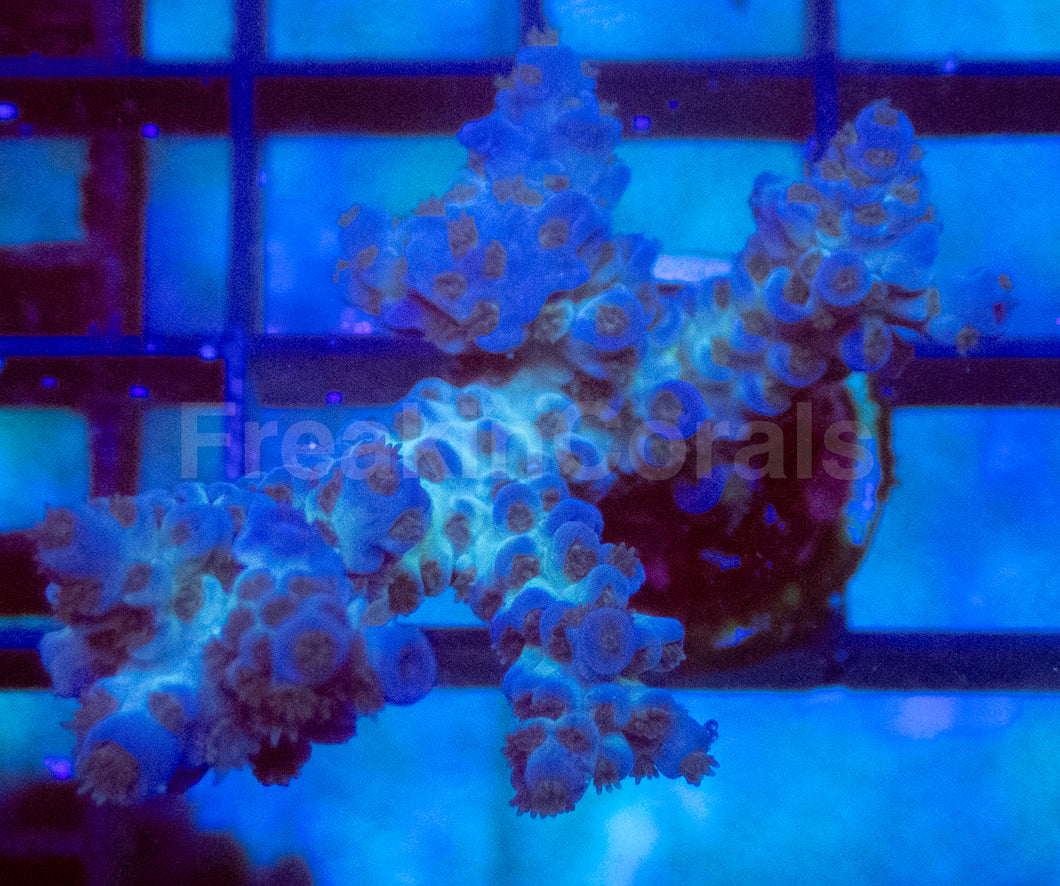 Glacier Blue Tenuis Acropora