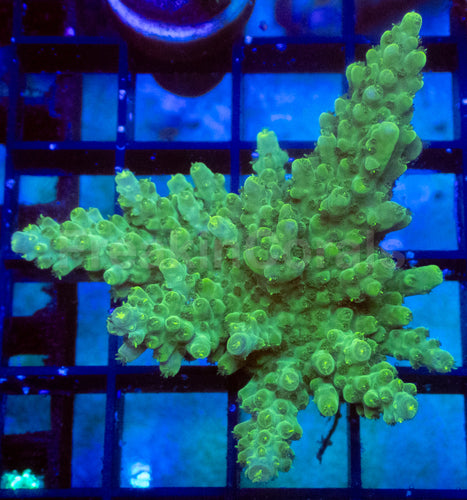 Tropical Blaze Acropora